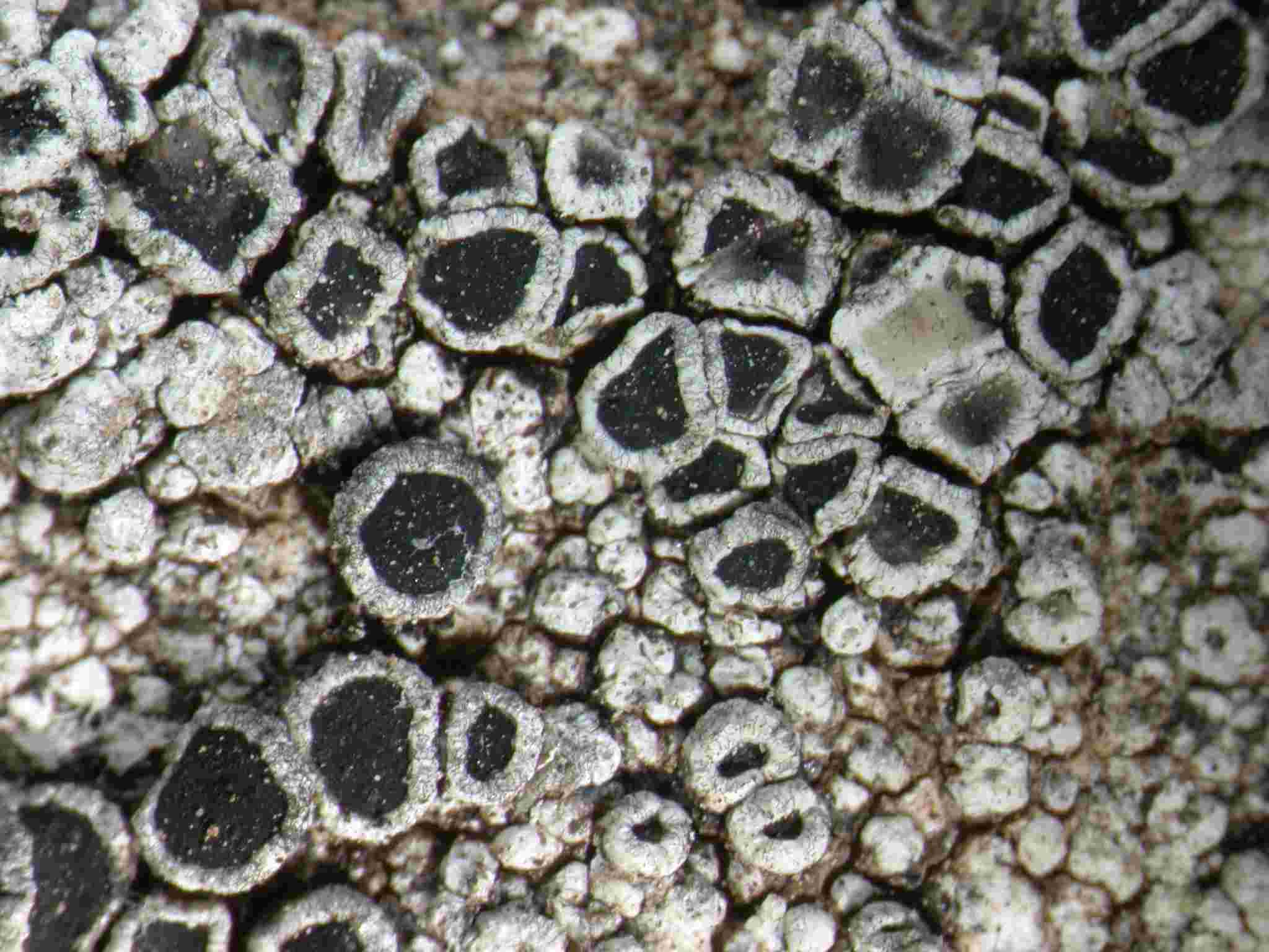 [Lecanora (Pseudotephromela)]